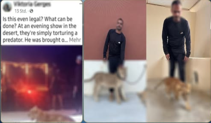 الداخلية تضبط شخصًا نظم عروضًا ترفيهية بأسدين دون ترخيص في جنوب سيناء